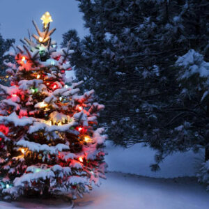 Christmas trees – A holiday tradition for centuries