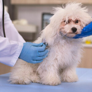 Here’s why and how to get the best insurance policy for your furry friend