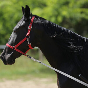 3 essential horse-training aids for beginners